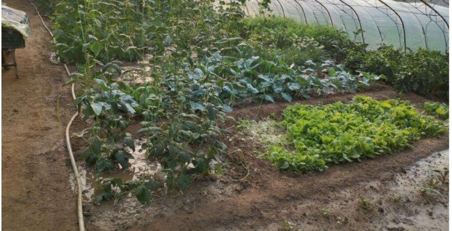 畦是什么意思？