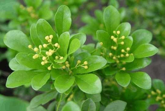 一年四季花开的顺序是什么?