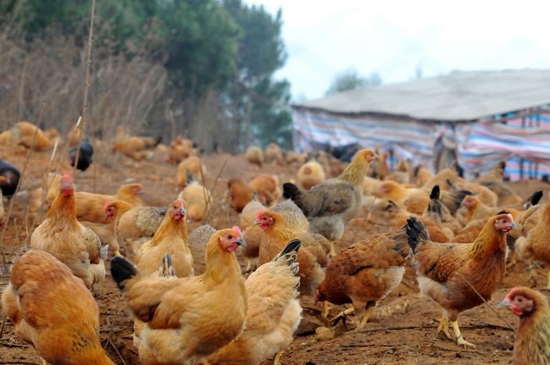 chicken是什么意思