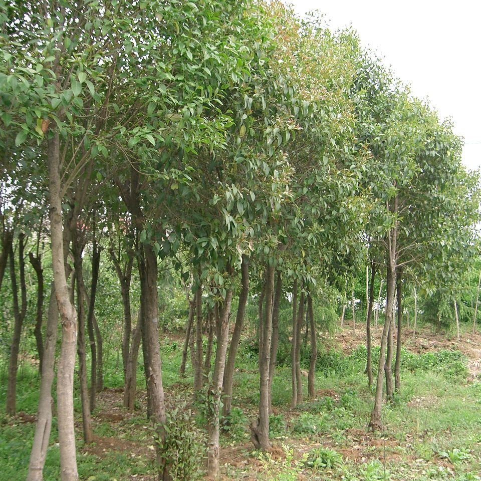 乔木与灌木的区别