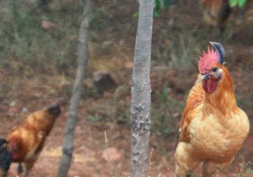 鸡的品种,种类有哪些有哪些?