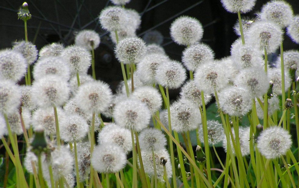 蒲公英的花语是什么