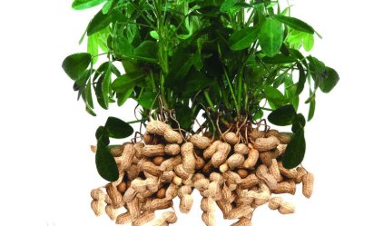 吃生花生有什么好处?