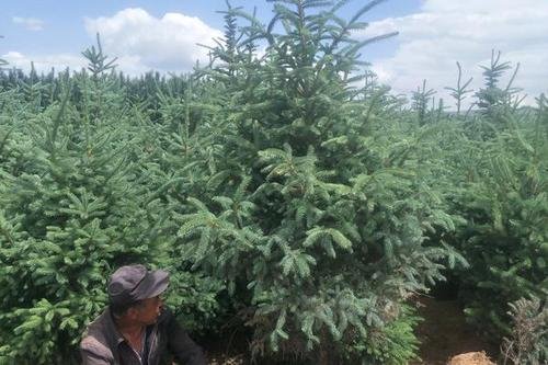 云杉树种类,还有图片!