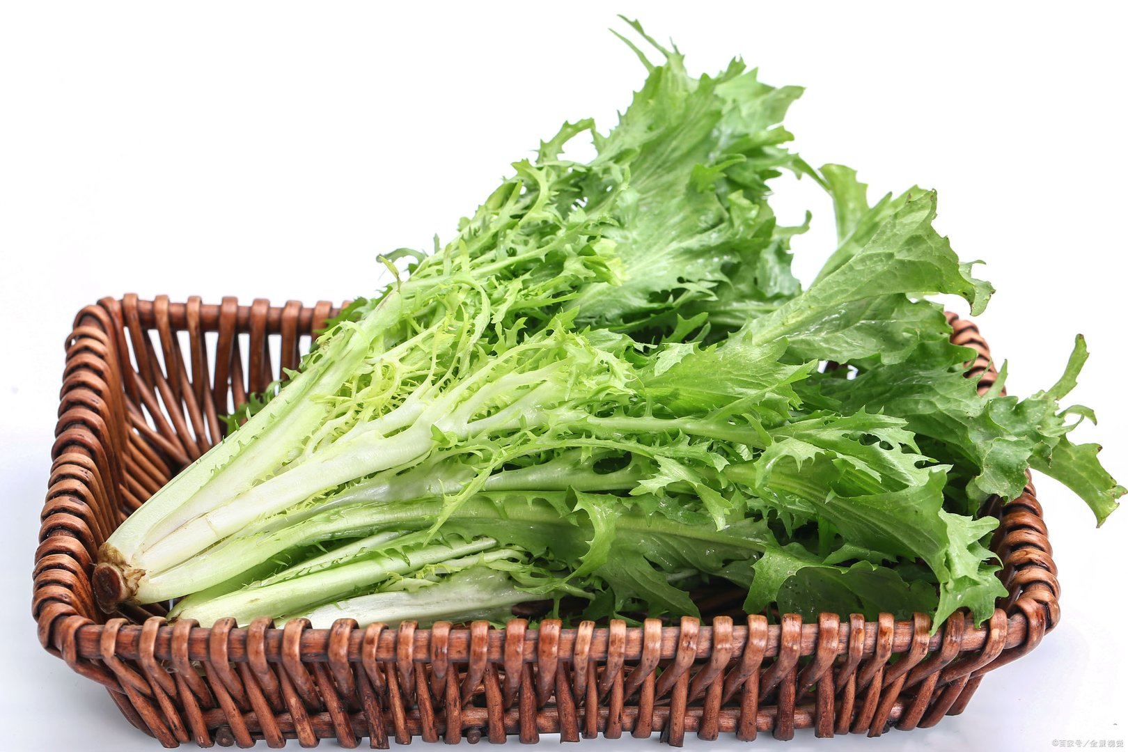 苦菊如何制作才好吃？