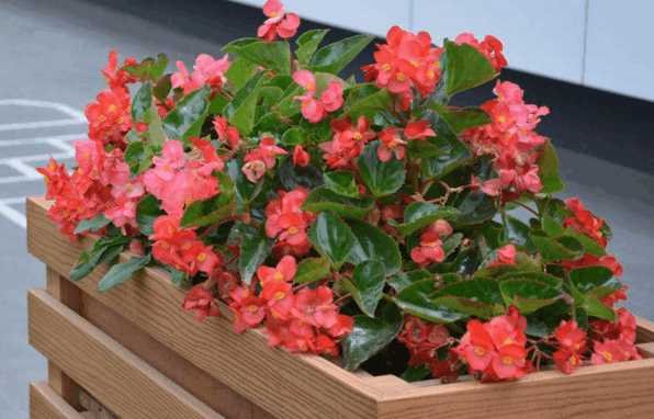 一年四季花开的顺序是什么?