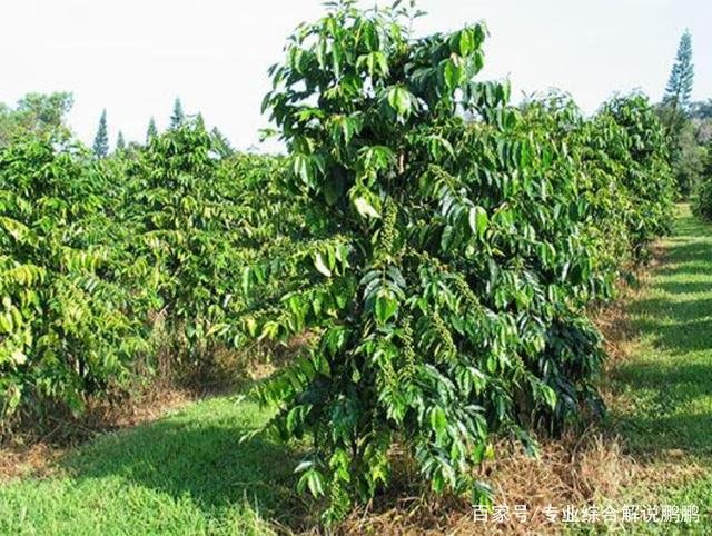 怎么种植咖啡啊