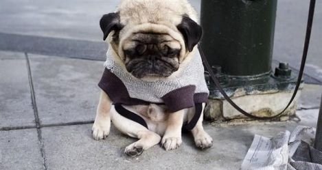 为什么狗狗也会有心事？