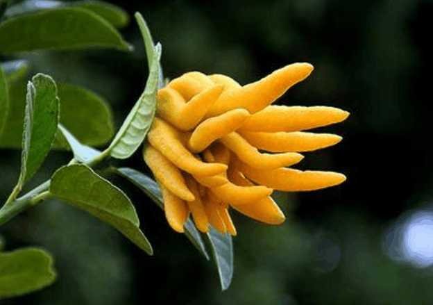 一年四季花开的顺序是什么?