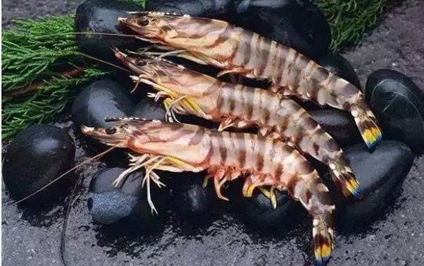 做什么养殖挣钱