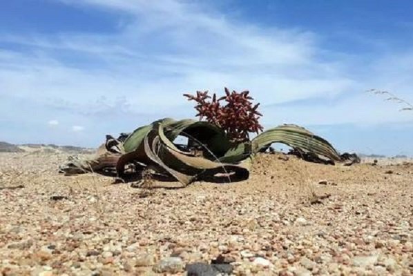 神奇的植物有哪些?