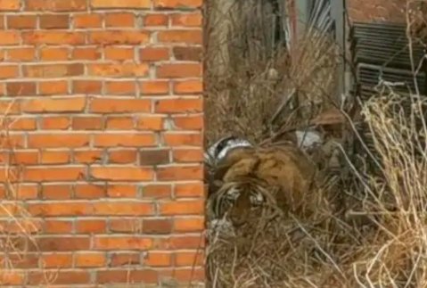 “完达山1号”是什么？