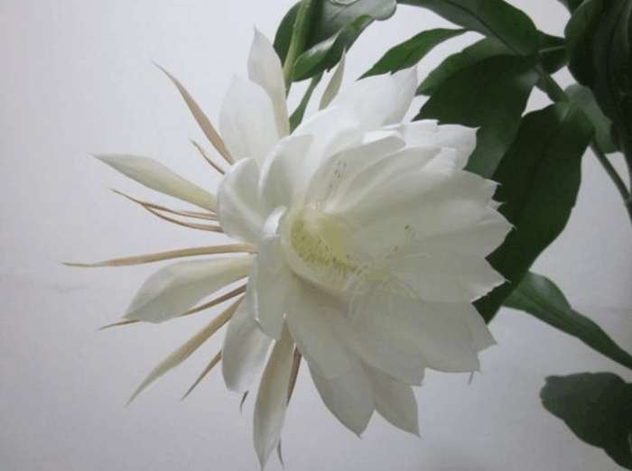 一年四季花开的顺序是什么?