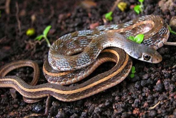 梦见蛇咬自己是什么意思