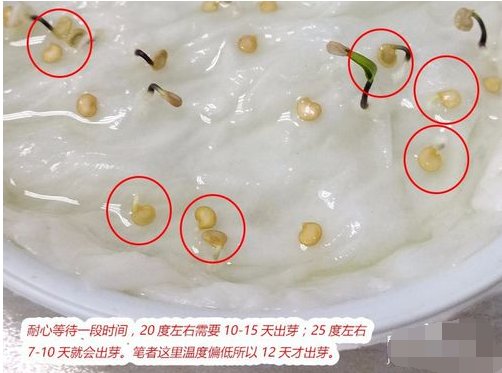 辣椒籽怎样播种