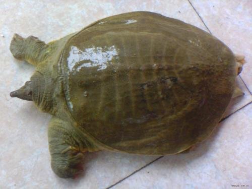 甲鱼的营养价值