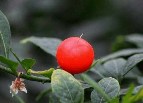 一年四季花开的顺序是什么?