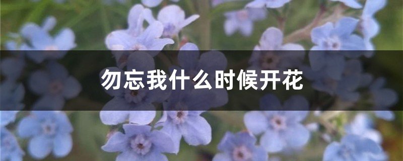 勿忘我花的资料