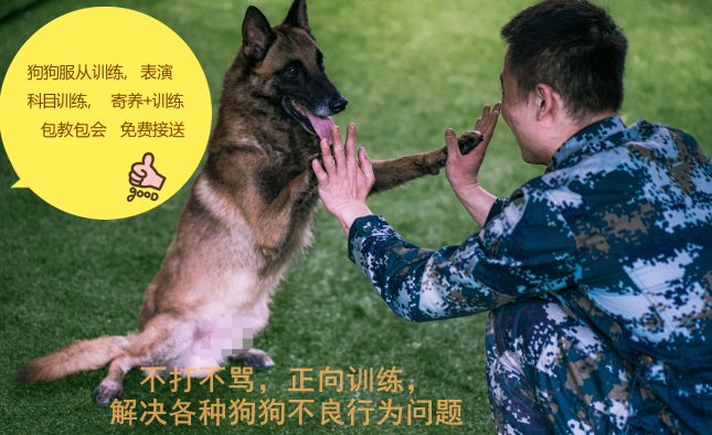 狗狗老是爱扑人怎么办