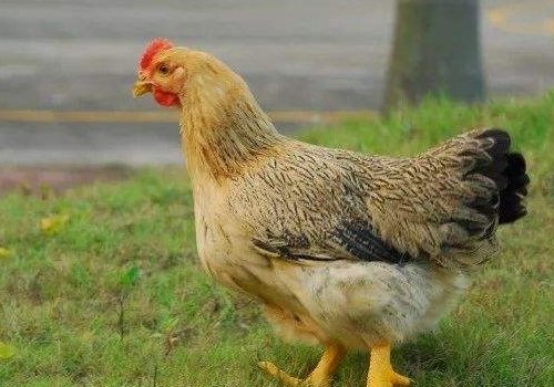 鸡的品种,种类有哪些有哪些?