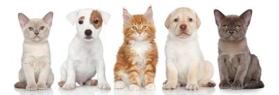 “宠物殡仪馆”到底是干什么的呢？一套完整的流程有哪些？大约需要多少钱?