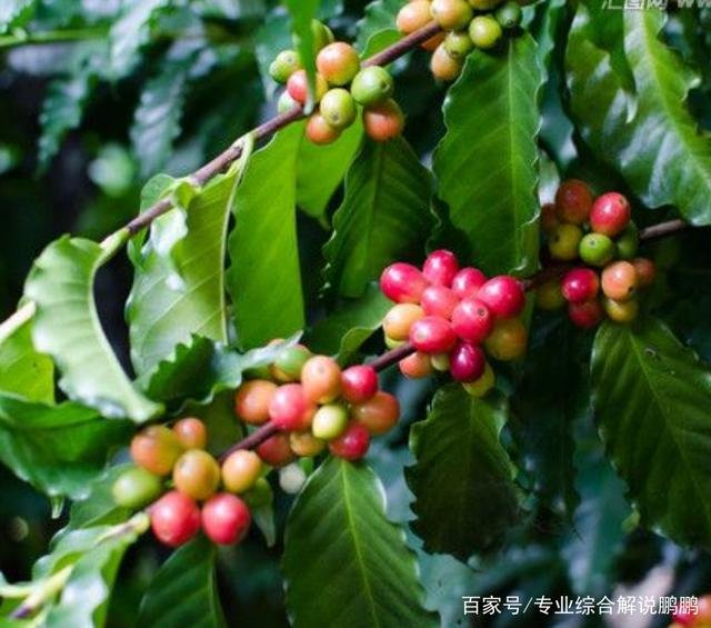 怎么种植咖啡啊