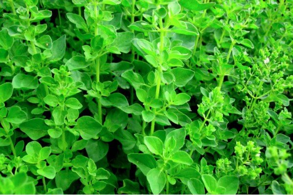 金棘草的功效有哪些