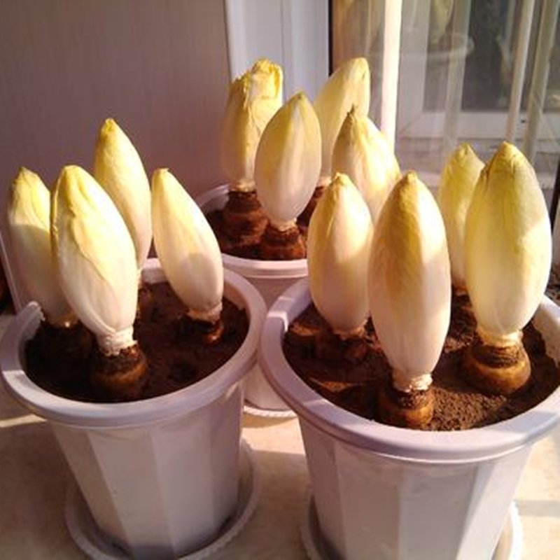 怎样进行芽球菊苣的播种?