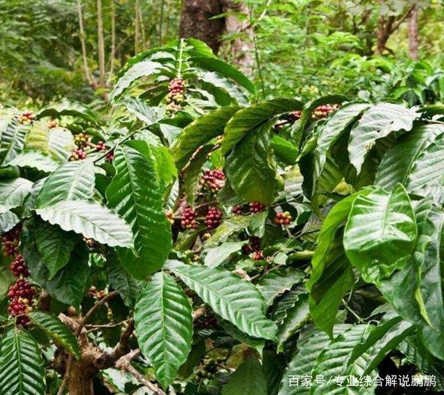 怎么种植咖啡啊