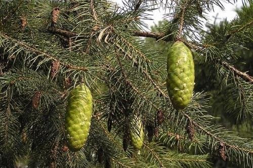 云杉树种类,还有图片!