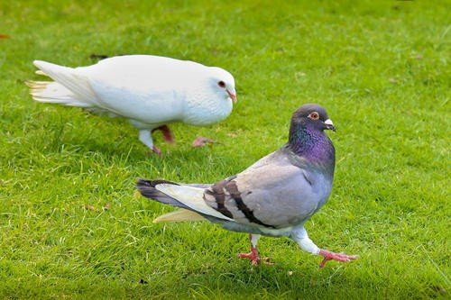 鸽子血有什么功效