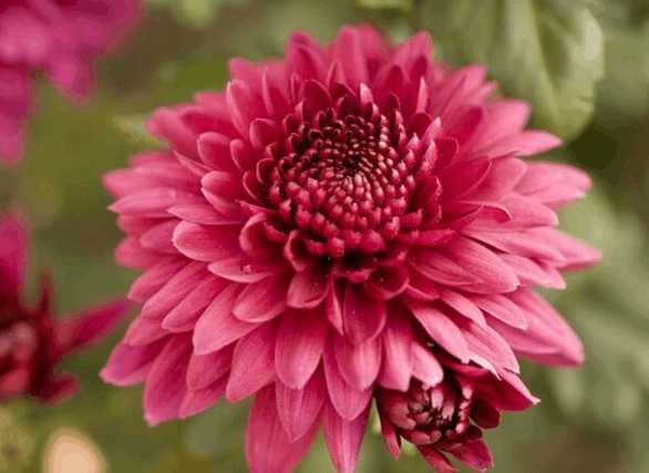 一年四季花开的顺序是什么?