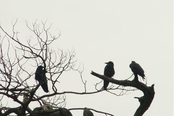 天净沙·秋思的意思