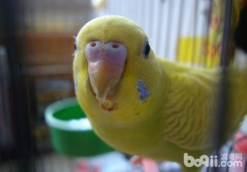 虎皮鹦鹉能说话吗?怎样训练呢？