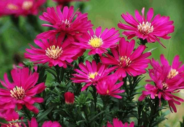 一年四季花开的顺序是什么?