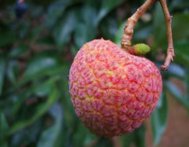 挂绿荔枝的由来