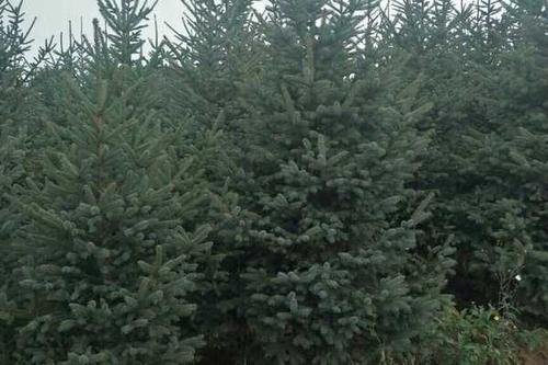 云杉树种类,还有图片!