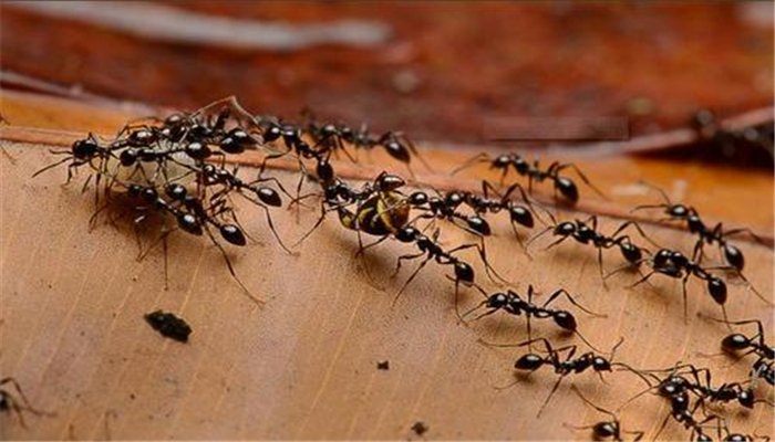 世界上最可怕的蚂蚁，沙漠行军蚁真的存在吗？