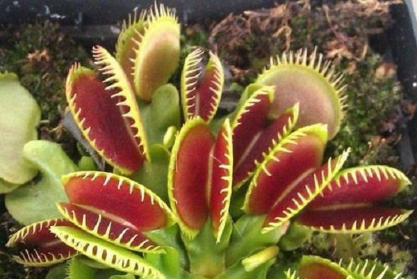 神奇的植物有哪些?