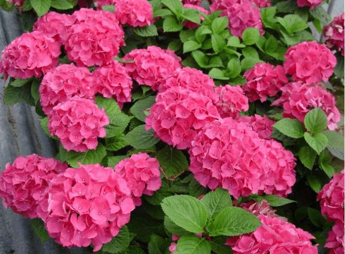 一年四季花开的顺序是什么?