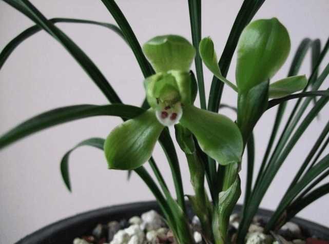 一年四季花开的顺序是什么?