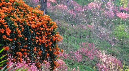 草木留春的近义词是什么？