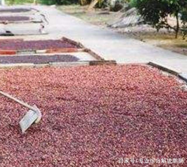 怎么种植咖啡啊