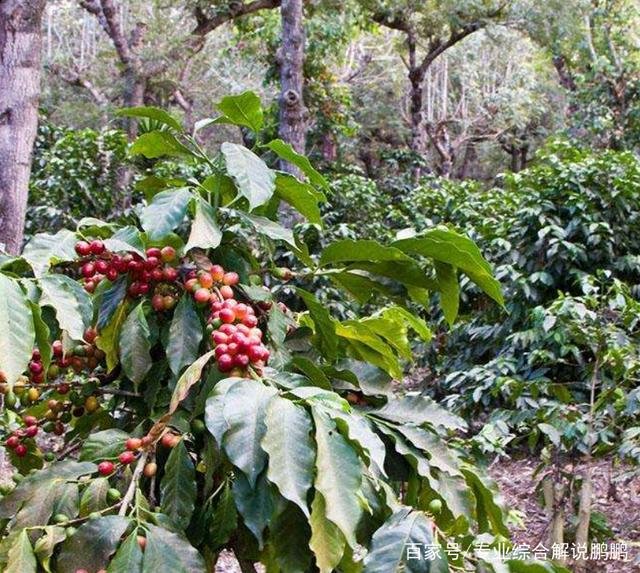 怎么种植咖啡啊