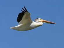 没有脚的那种鸟叫什么名字?