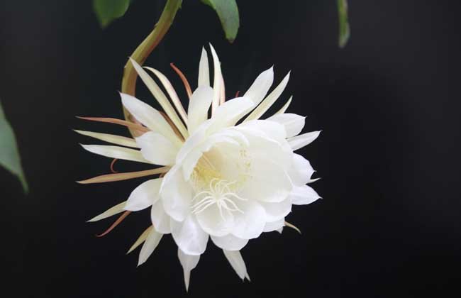 昙花可以食用吗？？？