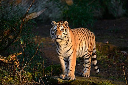 梦见老虎是什么意思。