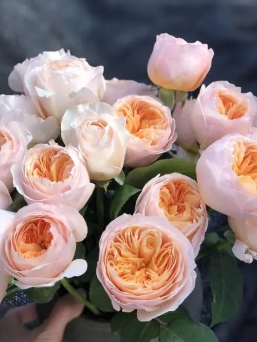 朱丽叶玫瑰多少人民币一朵