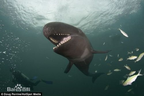 虎头鲸到底是什么生物，太神奇了