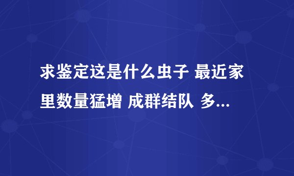 求鉴定这是什么虫子 最近家里数量猛增 成群结队 多见于墙壁和地板上 求解决办法